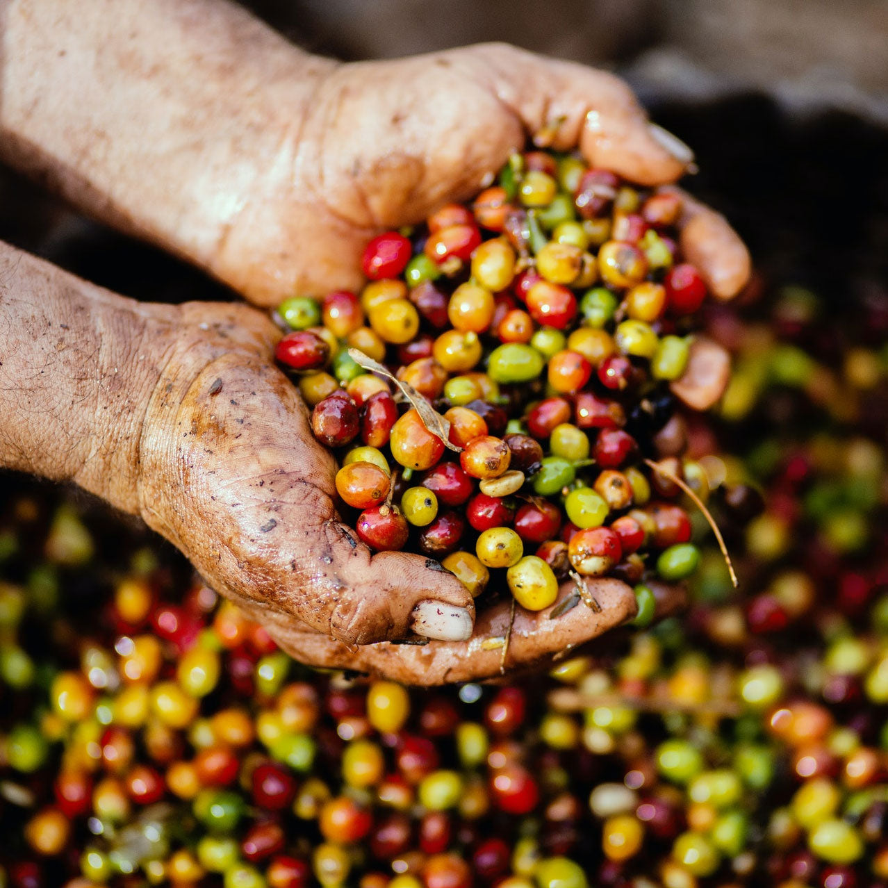 Photo of hands holding newly picked unroasted green coffee berries